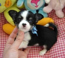 Puppies for sale chihuahua - Kazakhstan, Oral