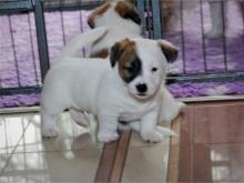 Puppies for sale jack russell terrier - Kyrgyzstan, Bishkek