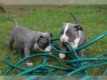 Puppies for sale american pit-bull terrier - Turkmenistan, Dashoguz