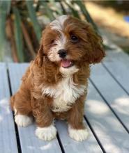 Puppies for sale , cockapoo - Netherlands, Geldrop