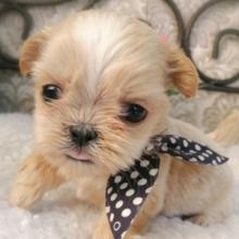 Puppies for sale yorkshire terrier, puppies - Ireland, Dublin