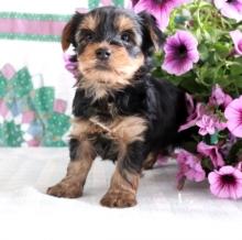 Puppies for sale yorkshire terrier, puppies - Ireland, Dublin