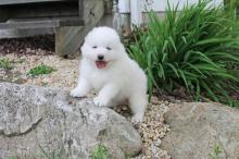 Puppies for sale samoyed dog (samoyed) - Sweden, Helsingborg