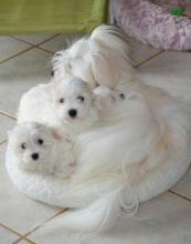 Puppies for sale maltese - Hungary, Debrecen