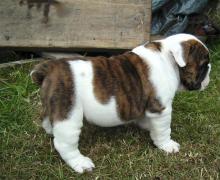 Puppies for sale english bulldog - Poland, Opole