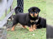 Puppies for sale rottweiler - Romania, Golden