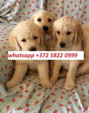 Puppies for sale golden retriever - Czech Republic, Dobrzhish