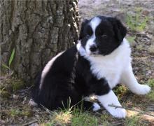 Puppies for sale australian shepherd - Finland, Oulu