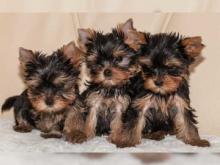 Puppies for sale yorkshire terrier - Ukraine, Kherson