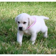 Puppies for sale labrador - Armenia, Armenia