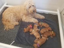 Puppies for sale other breed, goldendoodle puppies - Hungary, Budapest. Price 250 €