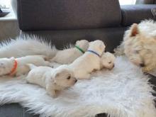 Puppies for sale west highland white terrier - Bulgaria, Sofia