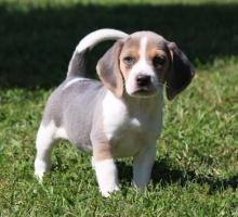 Puppies for sale beagle - Malta, Valletta