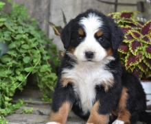 Puppies for sale bernese mountain dog - Ireland, Dublin