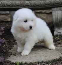 Puppies for sale samoyed dog (samoyed) - Hungary, NyГregyhГЎza