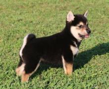 Puppies for sale , shiba inu - Czech Republic, Dobrzhish