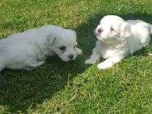 Puppies for sale maltese - Finland, Rovaniemi