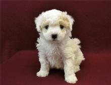 Puppies for sale poodle - Malta, Valletta