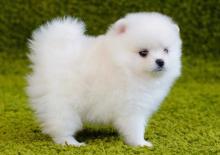 Puppies for sale , pomeranian  - Denmark, Aalborg