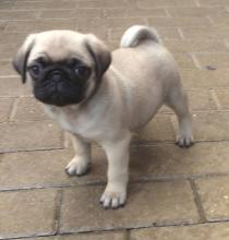 Puppies for sale pug - Sweden, Helsingborg