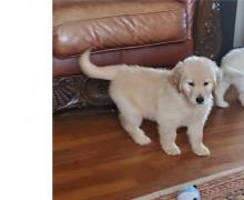 Puppies for sale golden retriever - Ireland, Cork