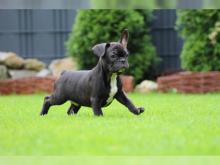 Puppies for sale french bulldog - Ireland, Cork