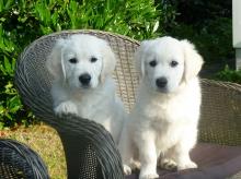 Puppies for sale golden retriever - Luxembourg, Luxembourg