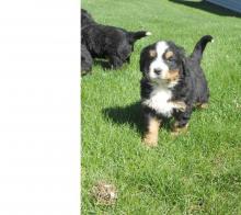 Puppies for sale bernese mountain dog - Finland, Oulu