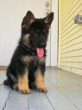 Puppies for sale german shepherd dog - Malta, Valletta