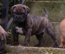 Puppies for sale bullmastiff - Portugal, Mirandela