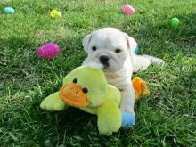 Puppies for sale english bulldog - Slovenia, Belgrade