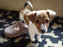 Puppies for sale jack russell terrier - Finland, Oulu