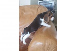 Puppies for sale beagle - Cyprus, Nicosia