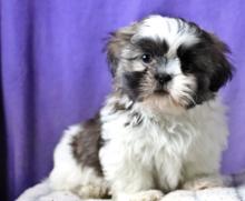 Puppies for sale shih tzu - United Kingdom, Oxford