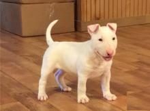 Puppies for sale bull terrier - Belgium, Brussels