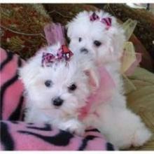 Puppies for sale maltese - Poland, Pyzheus