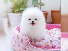 Puppies for sale pomeranian spitz - Czech Republic, Dobrzhish