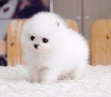 Puppies for sale pomeranian spitz - Portugal, Faro