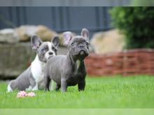 Puppies for sale french bulldog - Denmark, Kopenagen