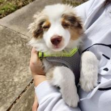 Puppies for sale australian shepherd - Denmark, Aarhus