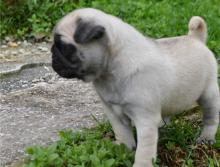 Puppies for sale pug - Sweden, Helsingborg