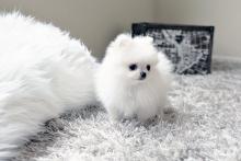 Puppies for sale pomeranian spitz - Hungary, Pech