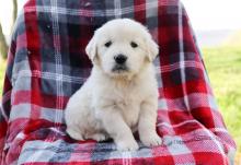 Puppies for sale golden retriever - Austria, Vienna