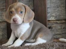 Puppies for sale beagle - Hungary, Szekesfehervar