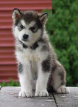 Puppies for sale other breed, alaskan malamute - Ireland, Cork