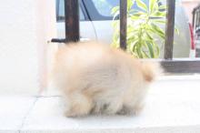 Puppies for sale pomeranian spitz - Greece, Athens