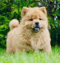Puppies for sale chow chow - Ukraine, Zhitomir