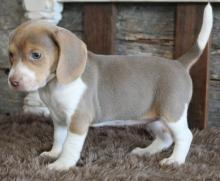 Puppies for sale beagle - Sweden, Esbjerg