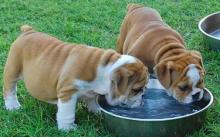 Puppies for sale english bulldog - Cyprus, Protaras