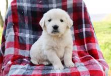 Puppies for sale golden retriever - United Kingdom, Birmingham